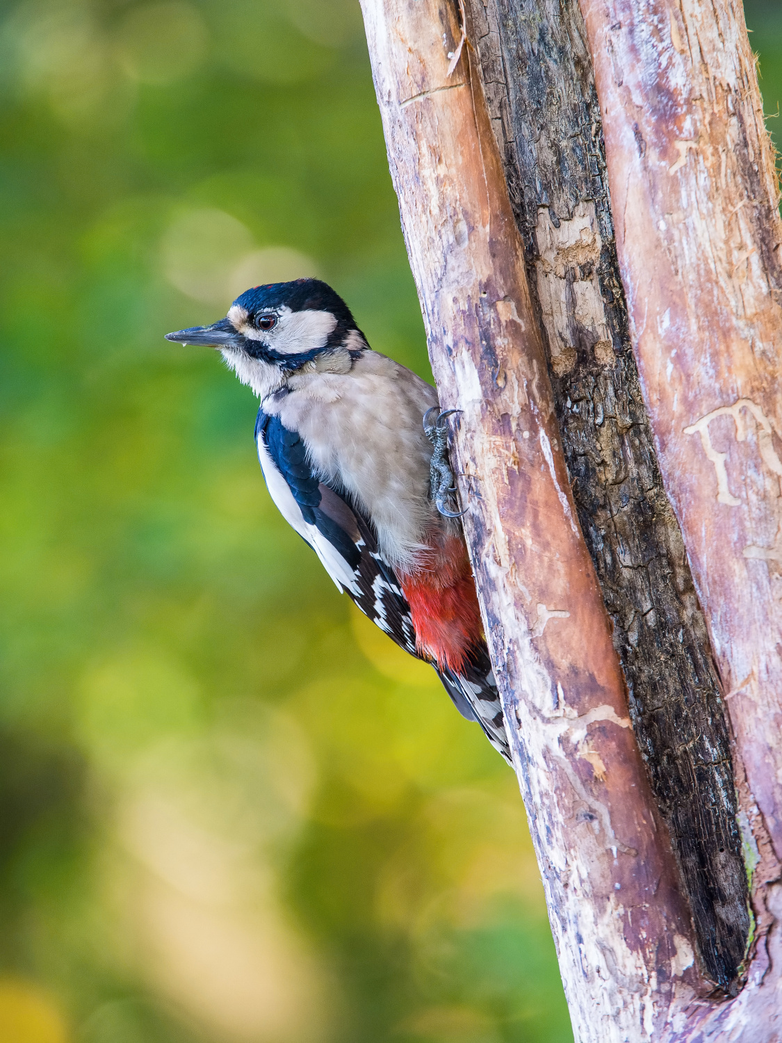 strakapoud velký (Dendrocopos major) Great spotted woodpecker