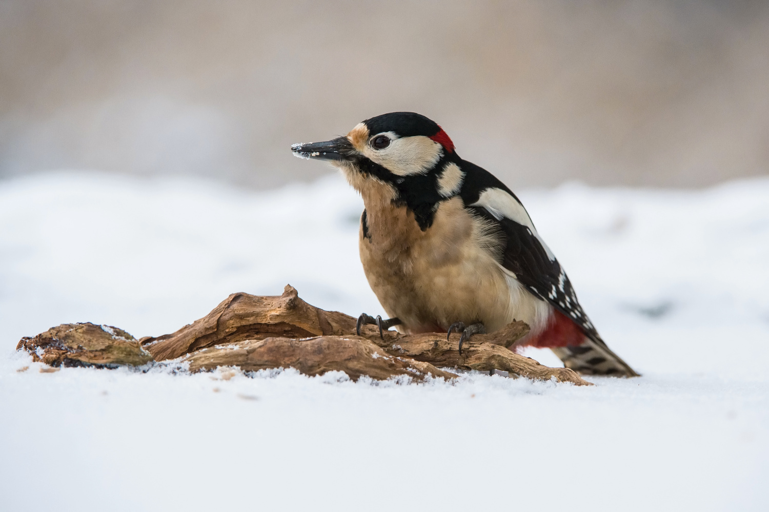 strakapoud velký (Dendrocopos major) Great spotted woodpecker