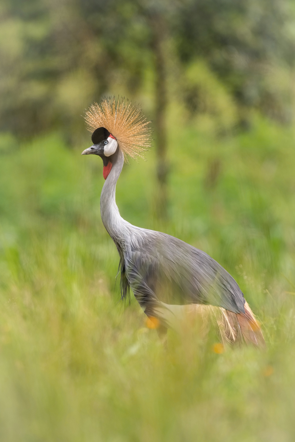 jeřáb královský (Balearica regulorum) Grey crowned crane