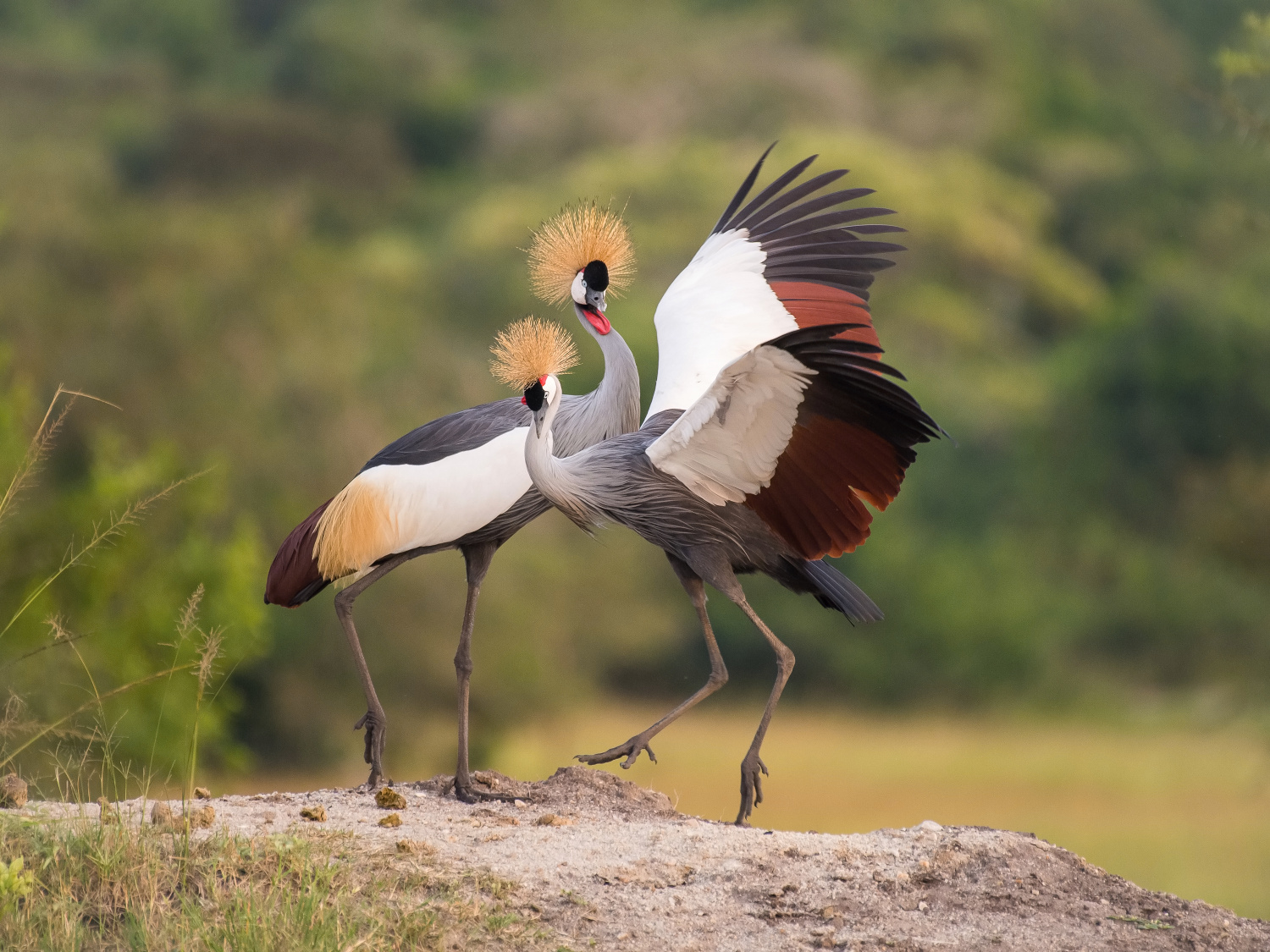 jeřáb královský (Balearica regulorum) Grey crowned crane