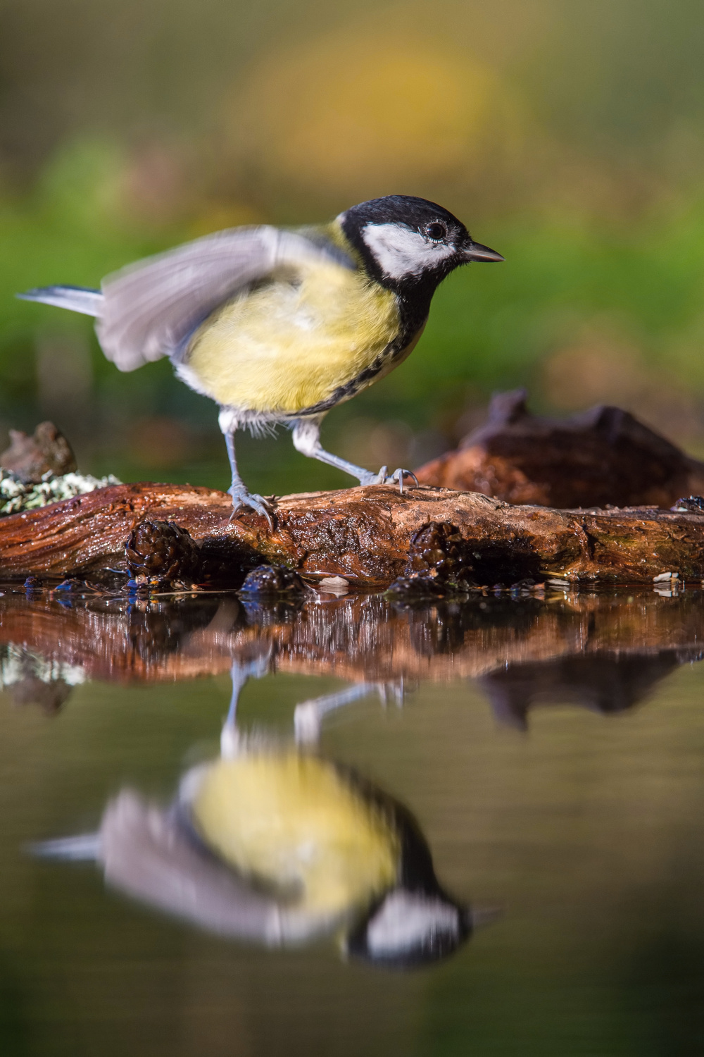 sýkora koňadra (Parus major) Great tit