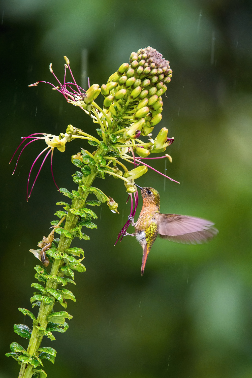 kolibřík hnědoocasý (Metallura tyrianthina) Tyrian metaltail