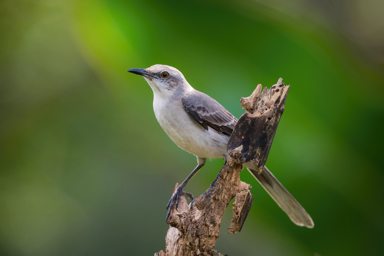 drozdec tropický (Mimus gilvus) Tropical mockingbird