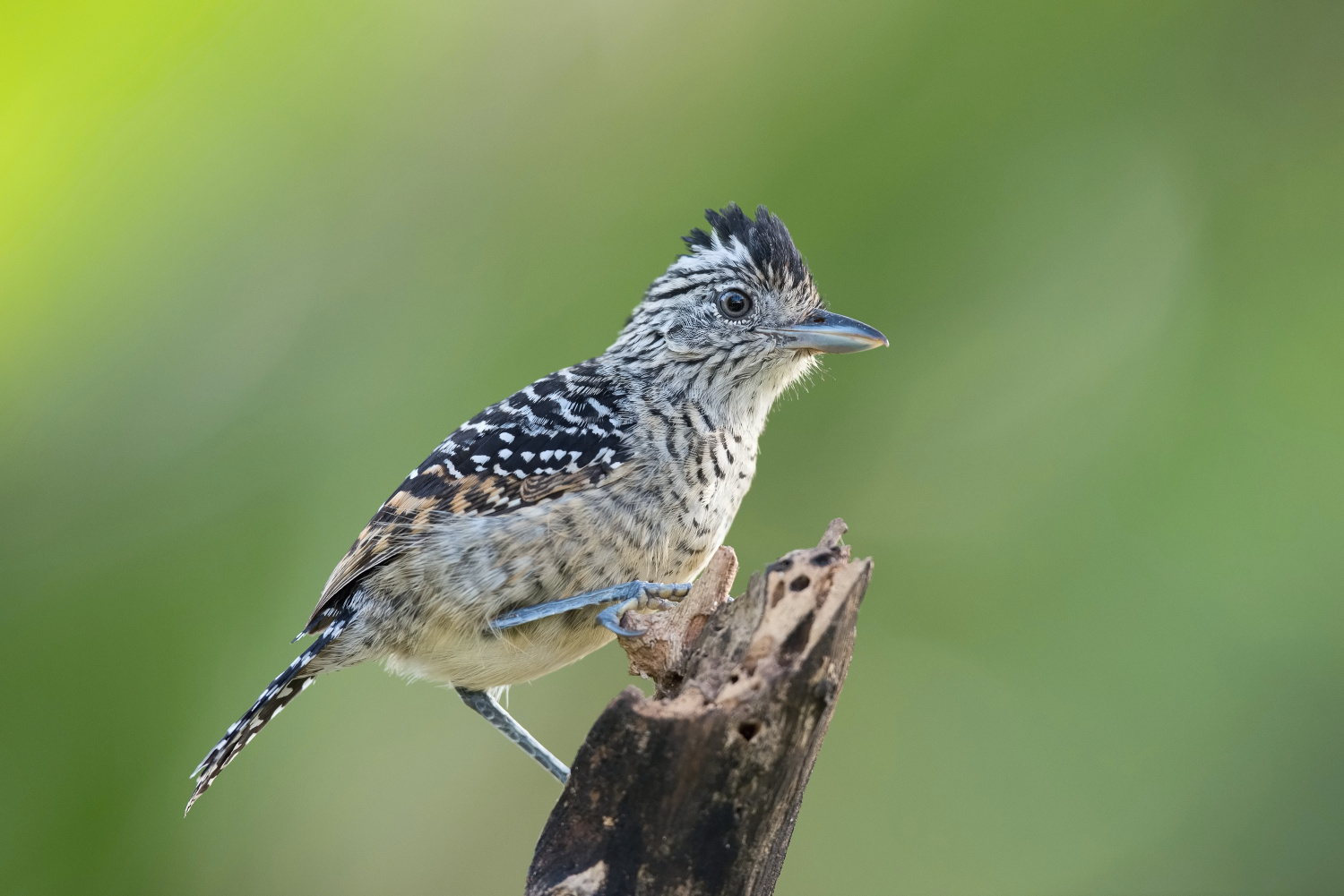 mravenčík zebrovitý (Thamnophilus doliatus) Barred antshrike