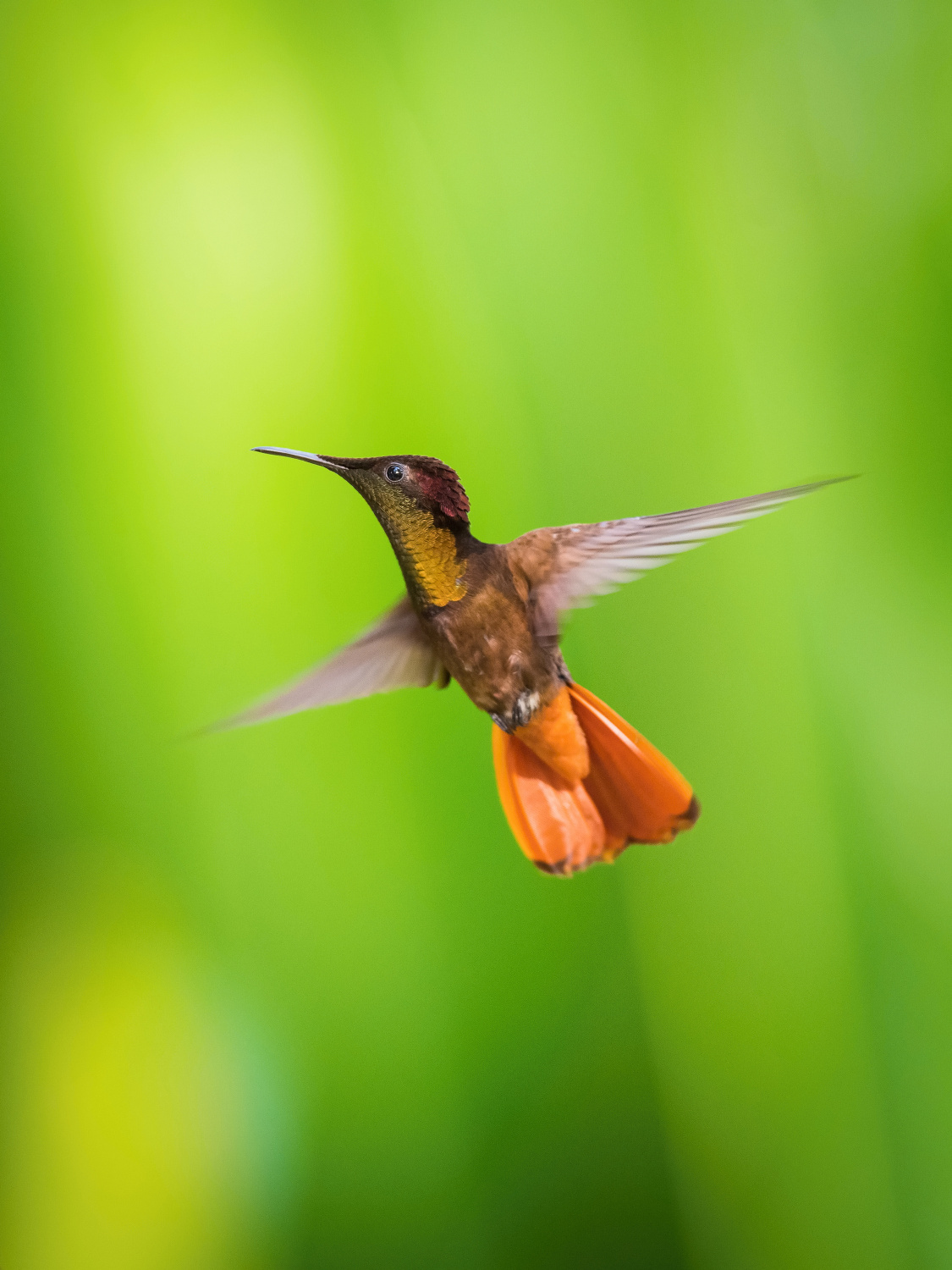 kolibřík žlutohrdlý (Chrysolampis mosquitus) Ruby-topaz hummingbird