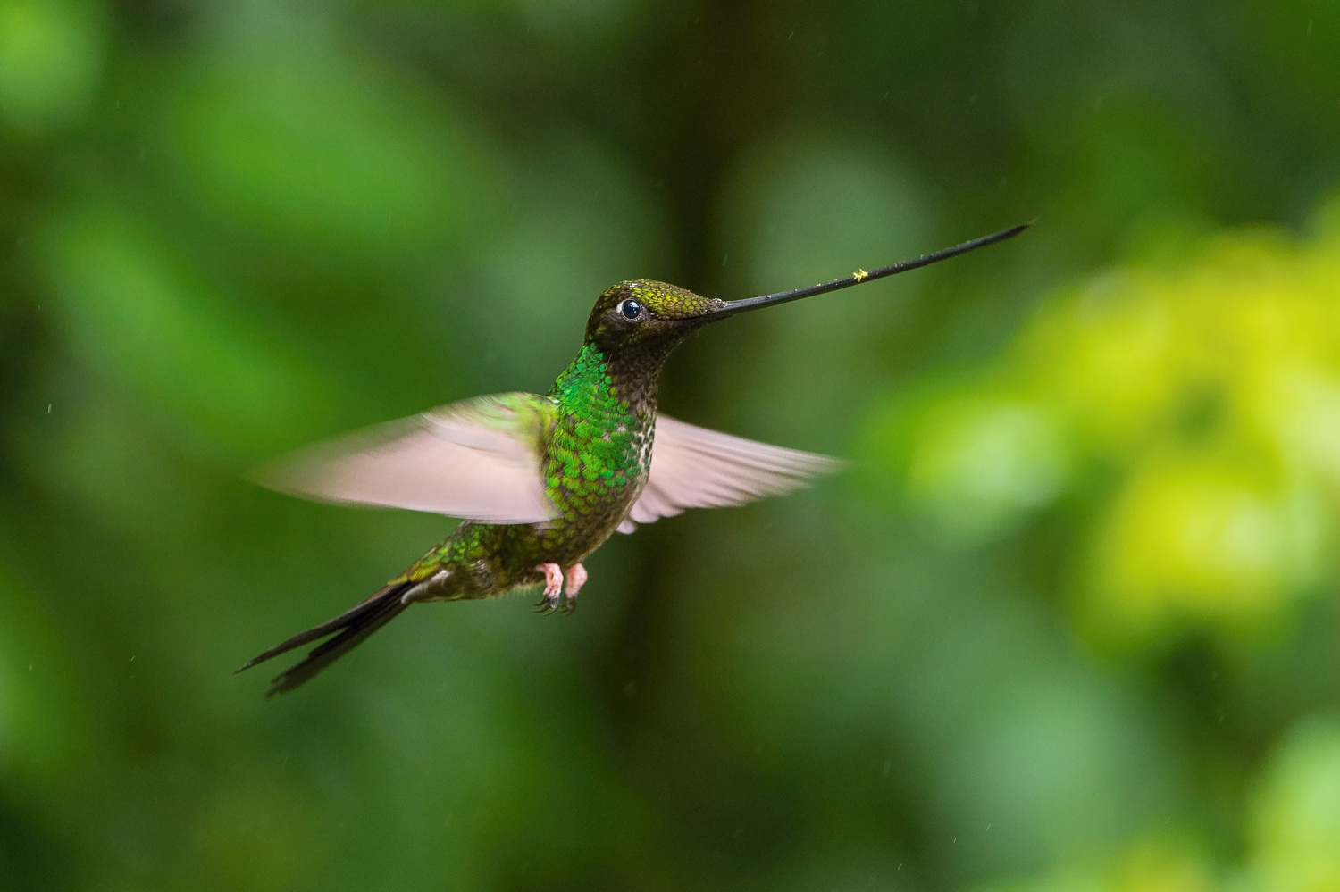 kolibřík mečozobec (Ensifera ensifera) Sword-billed hummingbird