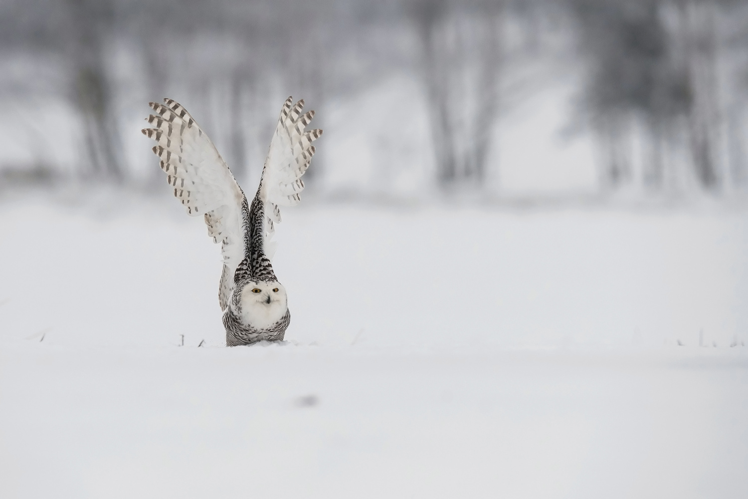 sovice sněžní (Nyctea scandiaca) Snowy owl