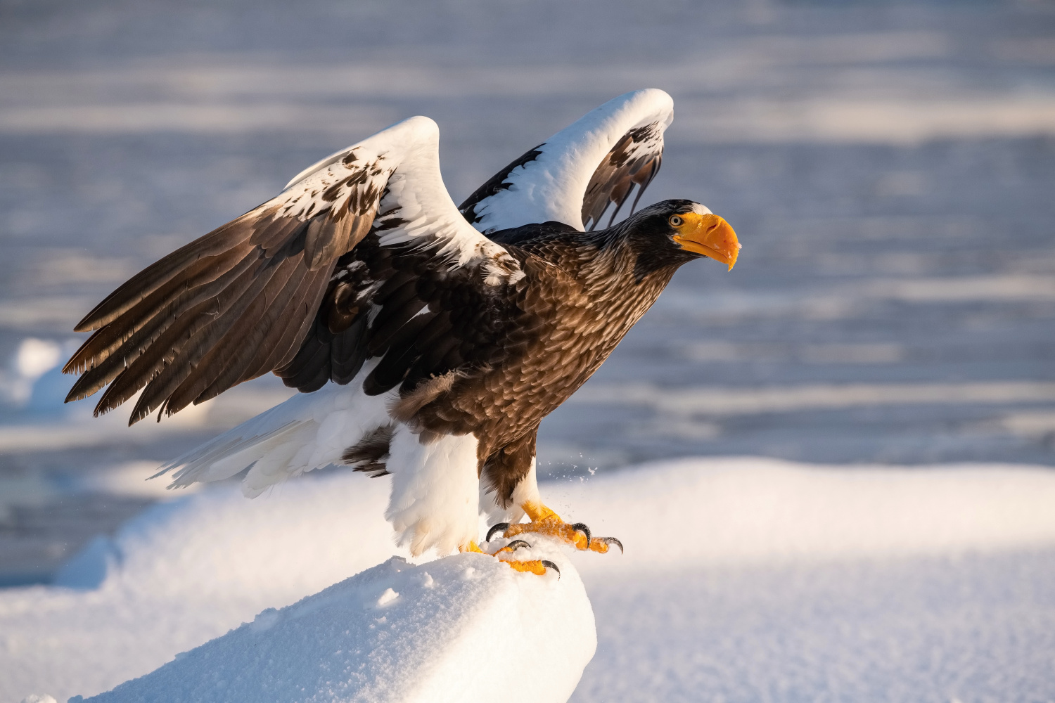 orel východní (Haliaeetus pelagicus) Steller´s sea eagle