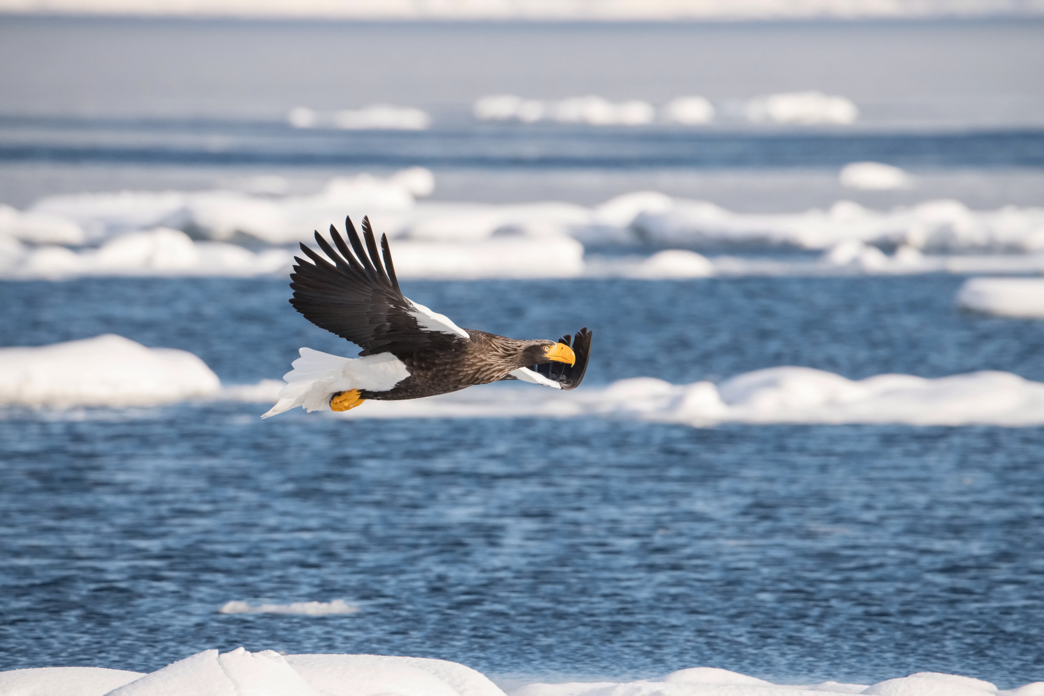 orel východní (Haliaeetus pelagicus) Steller´s sea eagle