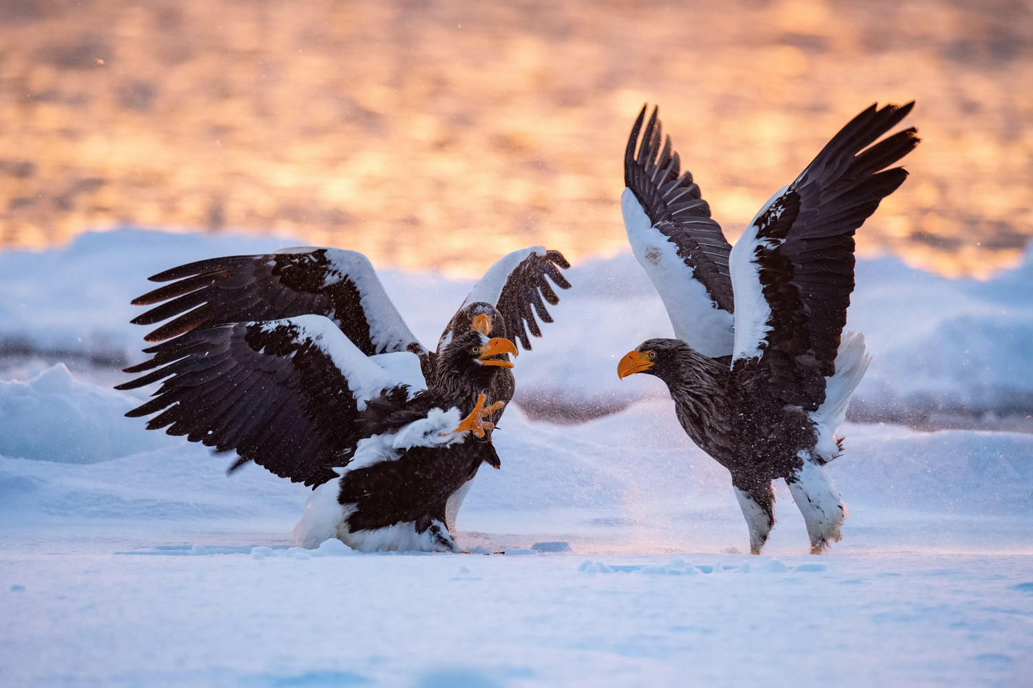 orel východní (Haliaeetus pelagicus) Steller´s sea eagle