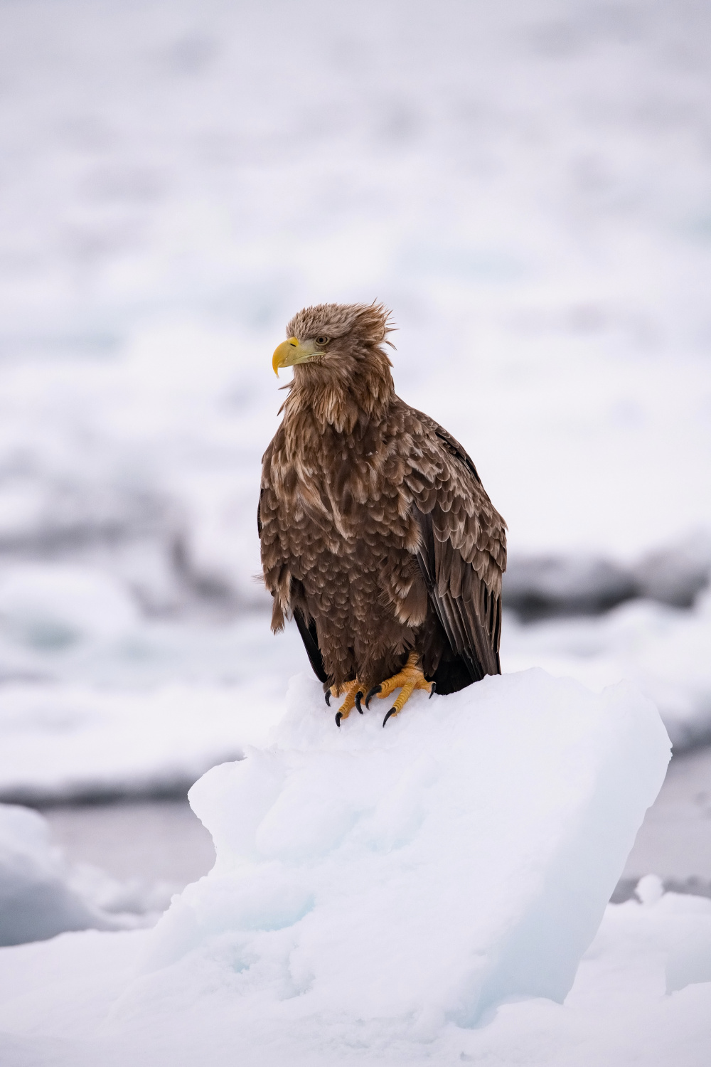 orel mořský (Haliaeetus albicilla) White-tailed eagle