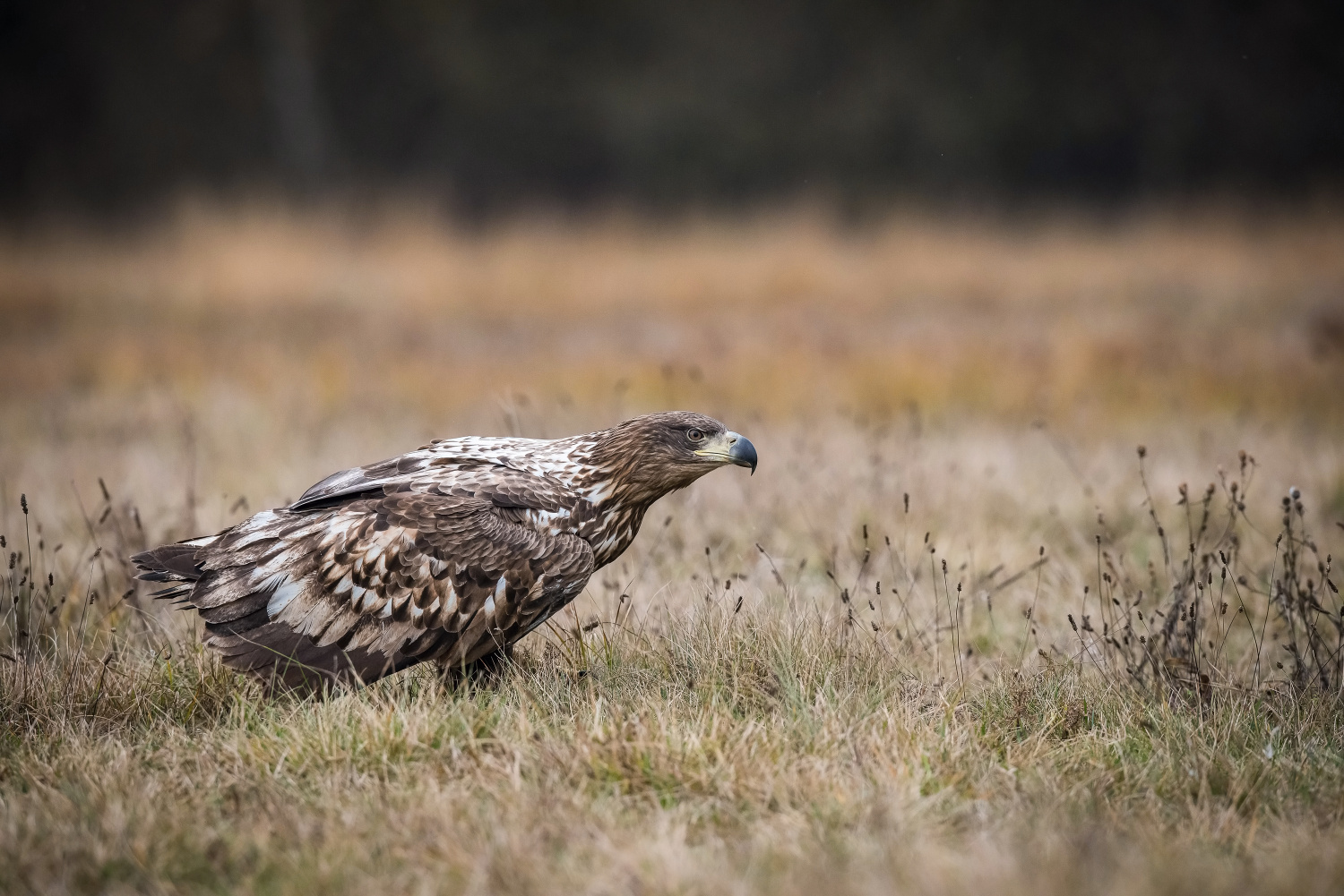 orel mořský (Haliaeetus albicilla) White-tailed eagle