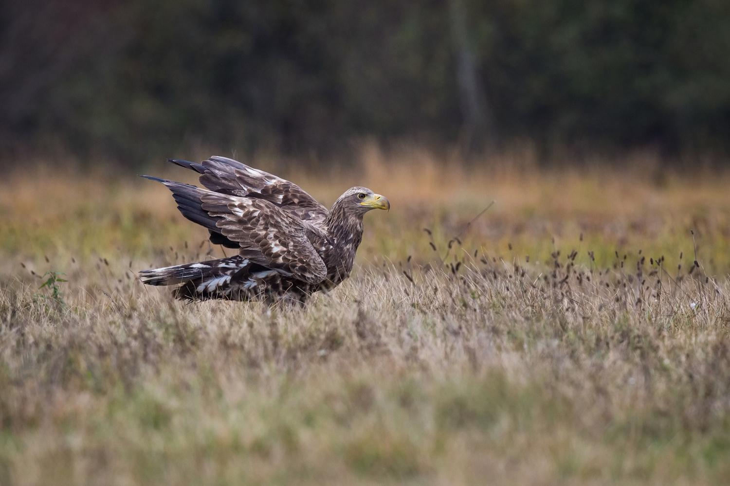 orel mořský (Haliaeetus albicilla) White-tailed eagle