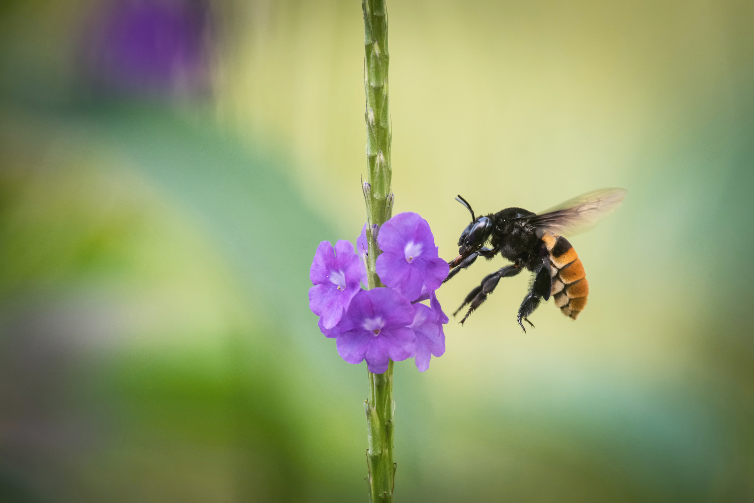 Bumble bee on a purple bloom in Trinidad and Tobafo