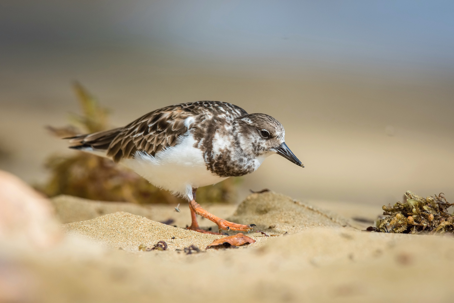 kamenáček pestrý (Arenaria interpres) Ruddy turnstone