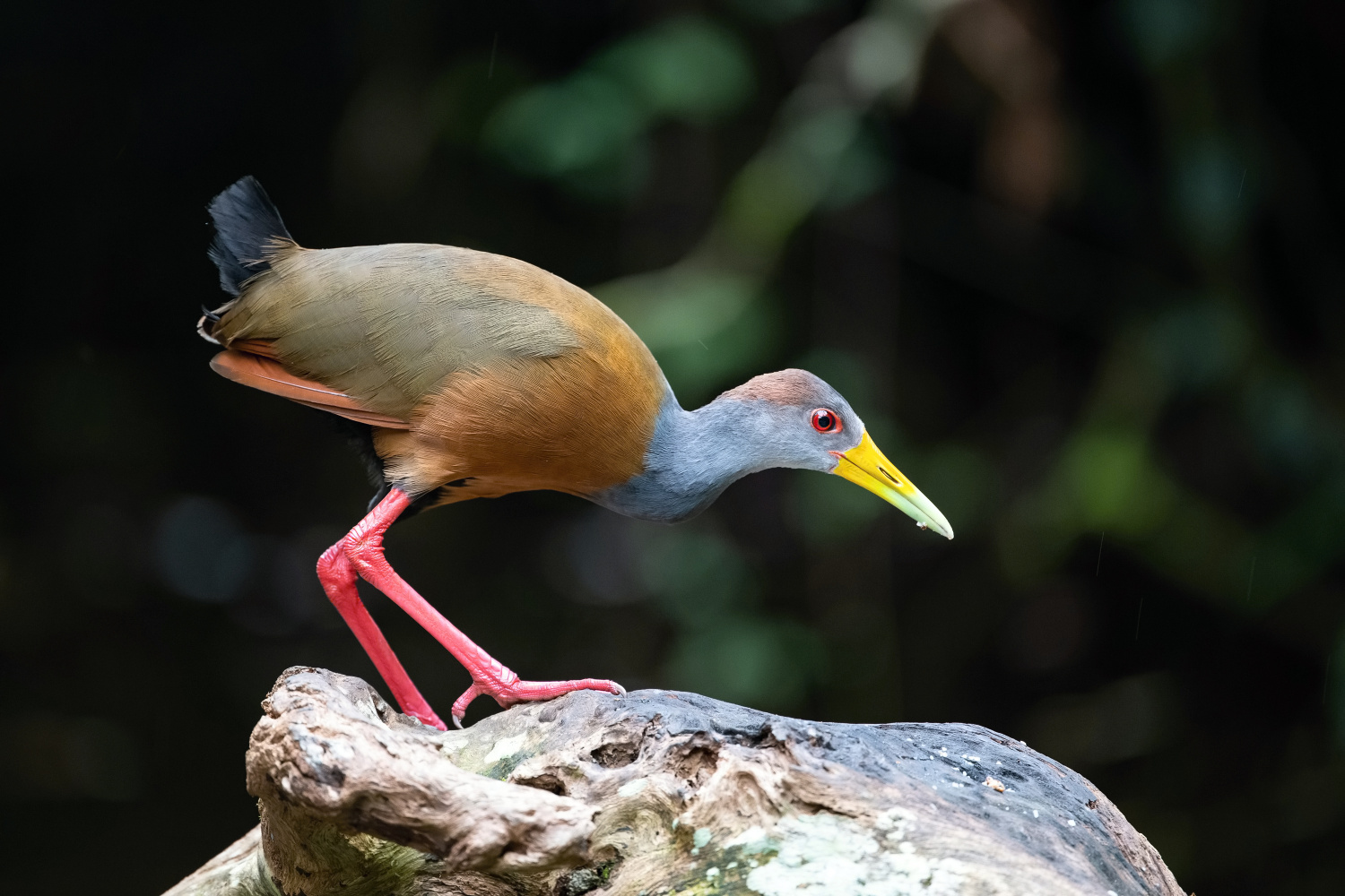 chřástal guyanský (Aramides cajaneus) Grey-necked wood rail