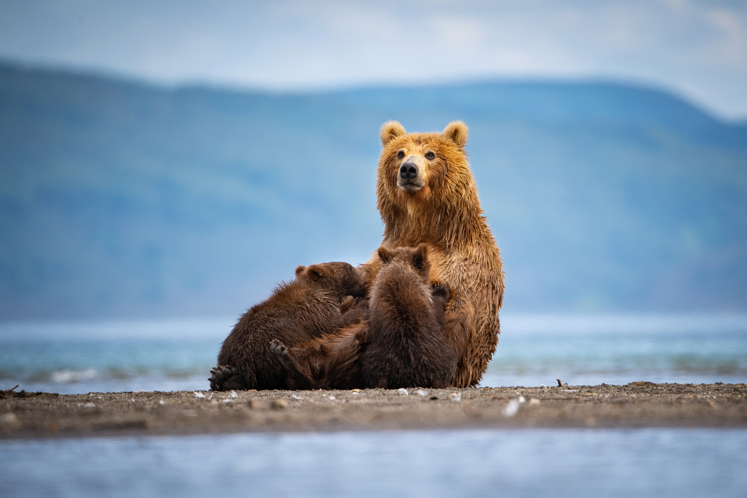 medvěd hnědý kamčatský (Ursus arctos beringianus) Kamchatka brown bear