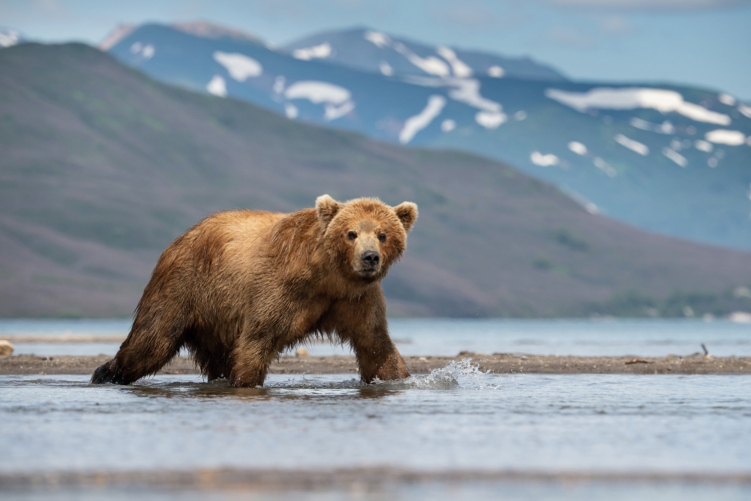 medvěd hnědý kamčatský (Ursus arctos beringianus) Kamchatka brown bear