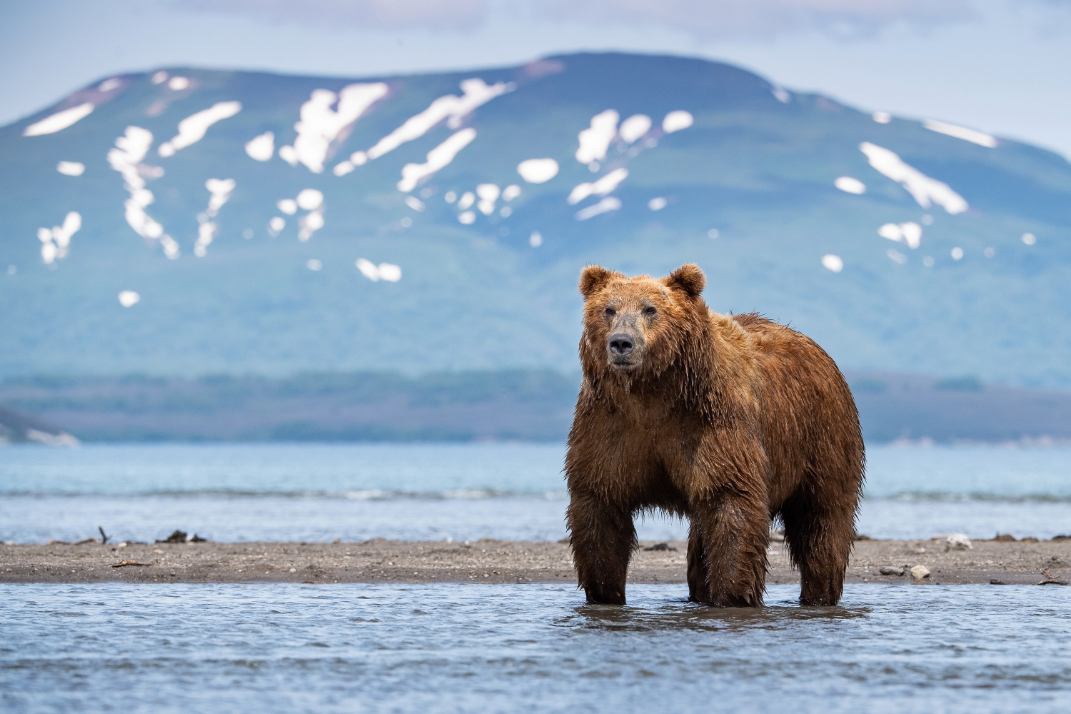 medvěd hnědý kamčatský (Ursus arctos beringianus) Kamchatka brown bear