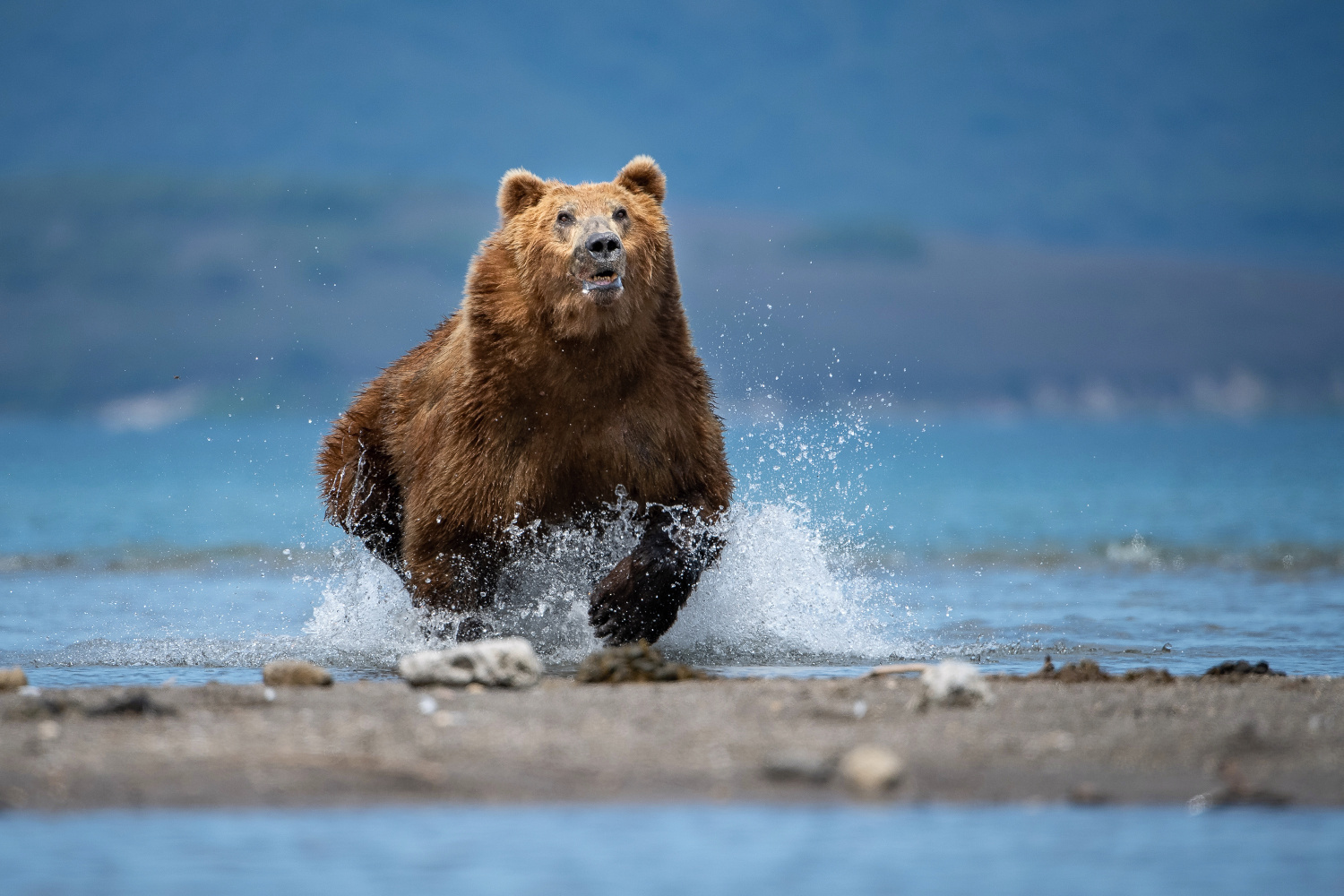 medvěd hnědý kamčatský (Ursus arctos beringianus) Kamchatka brown bear