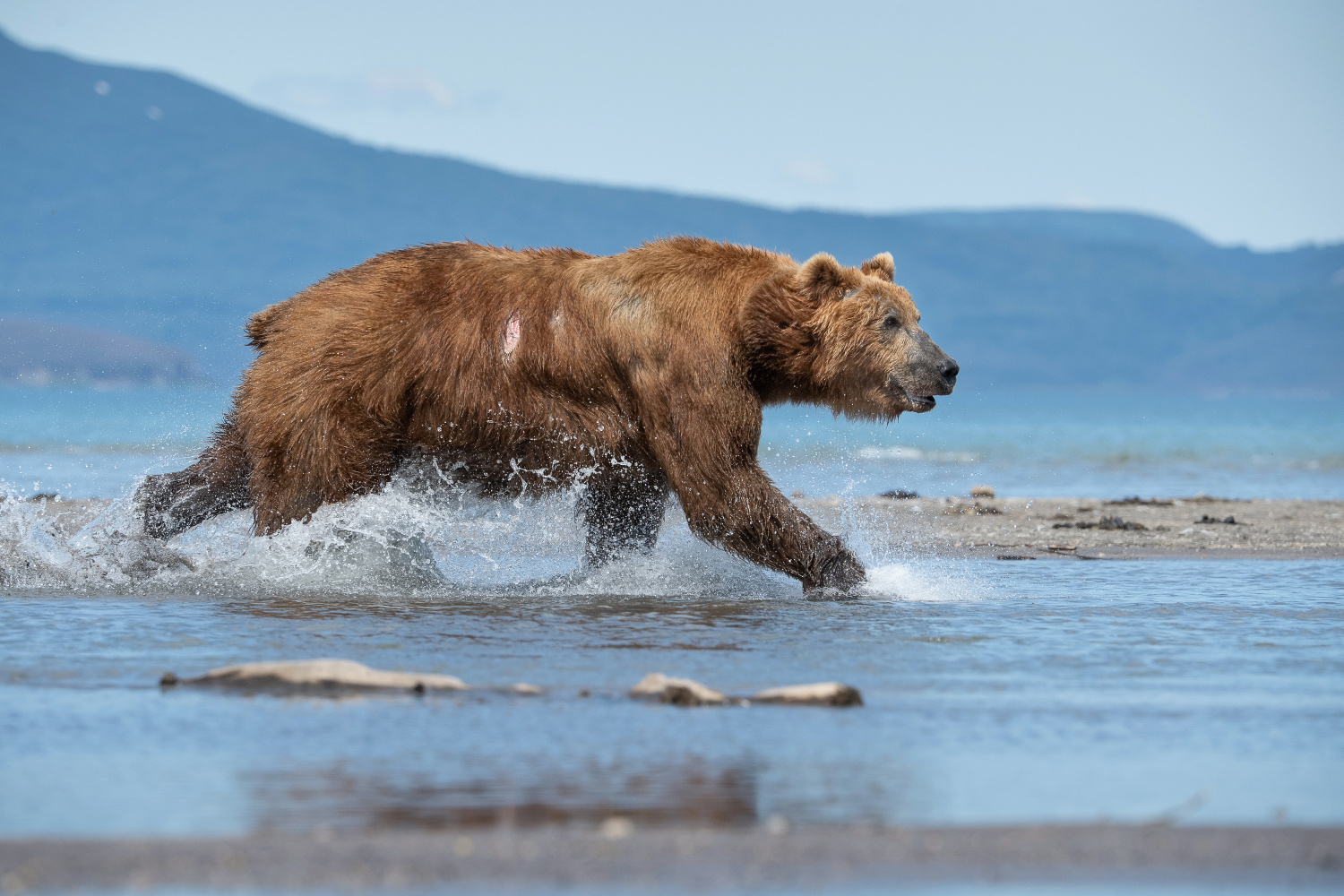 medvěd hnědý kamčatský (Ursus arctos beringianus) Kamchatka brown bear