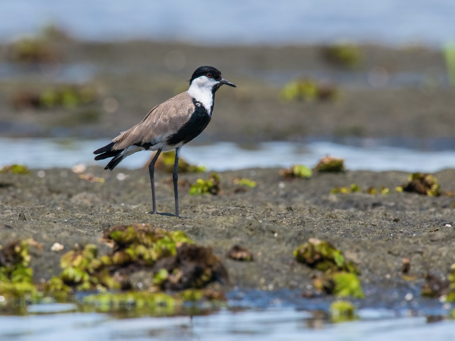 čejka trnitá (vanellus spinosus) Spur-winged lapwing