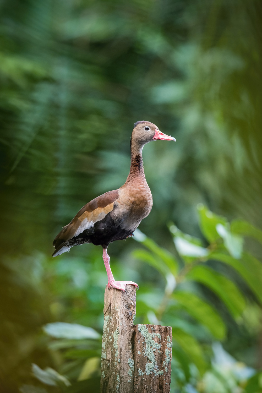 husička podzimní (Dendrocygna autumnalis) Black-bellied whistling duck