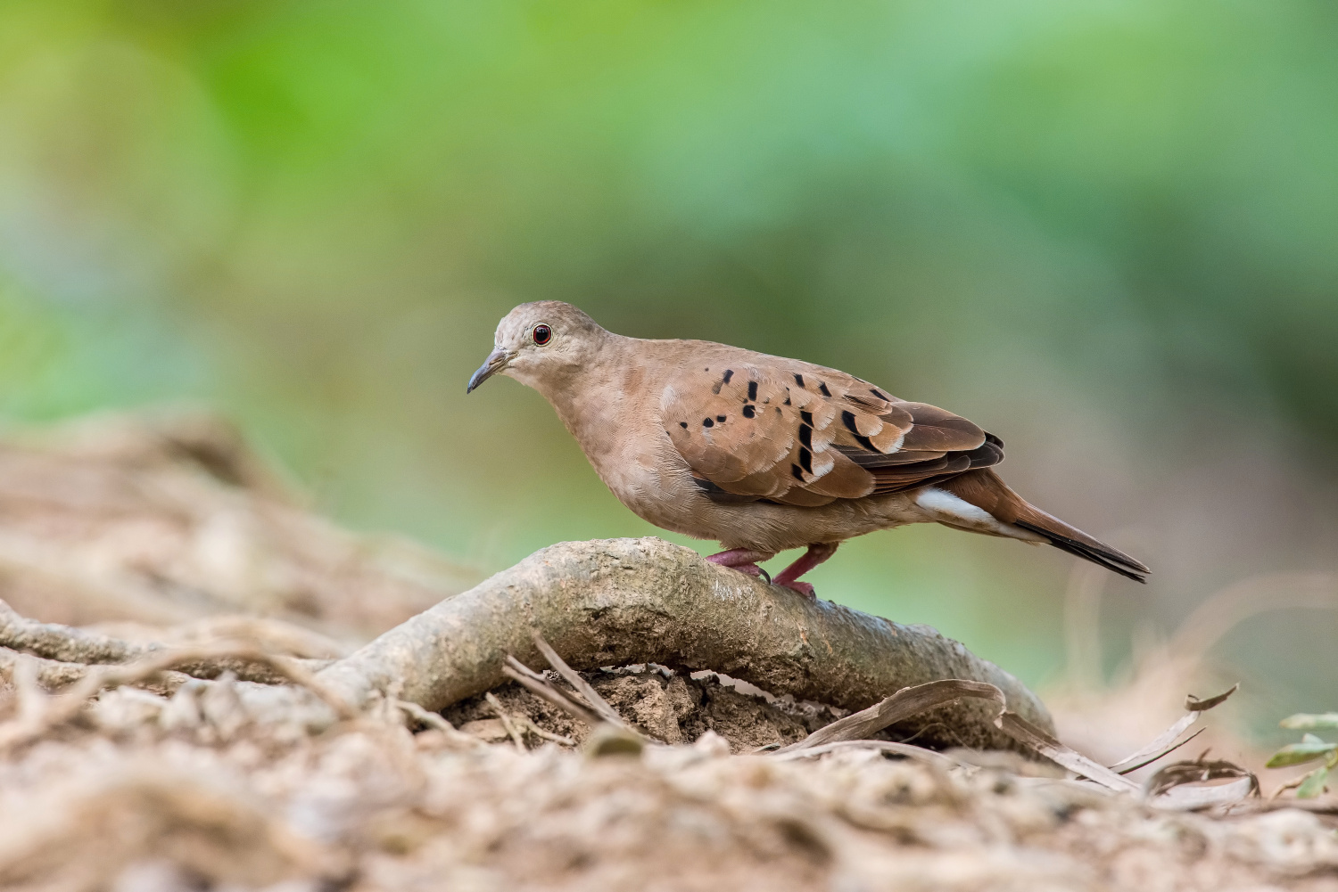 holoubek skořicový (Columbina talpacoti) Ruddy ground dove