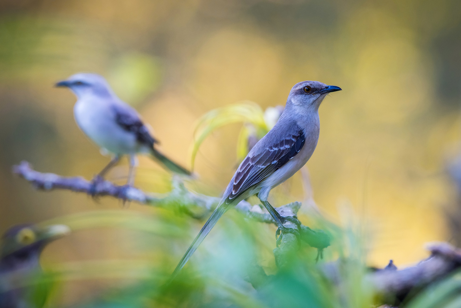 drozdec tropický (Mimus gilvus) Tropical mockingbird