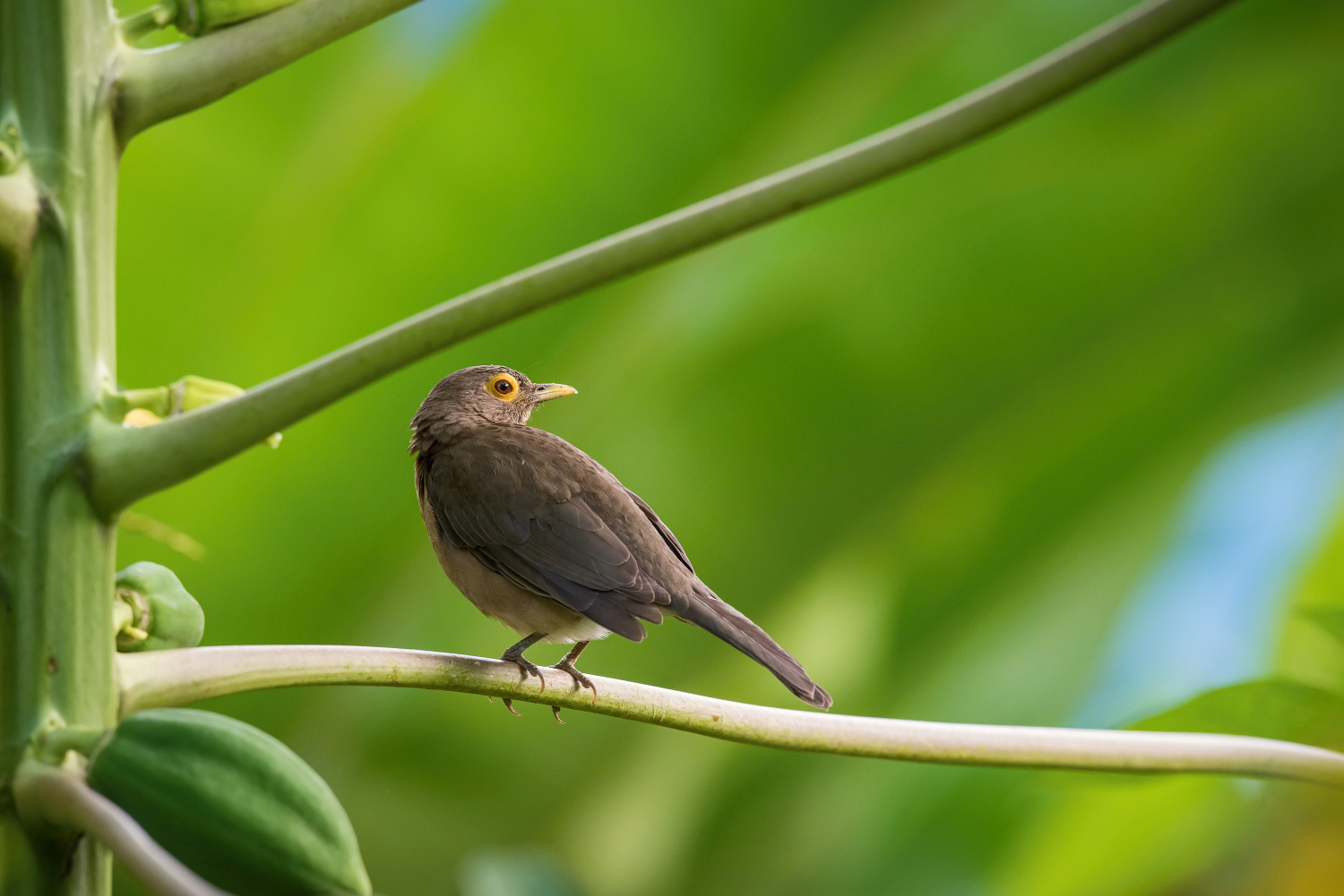 drozd olivovohnědý (Turdus nudigenis) Spectacled thrush