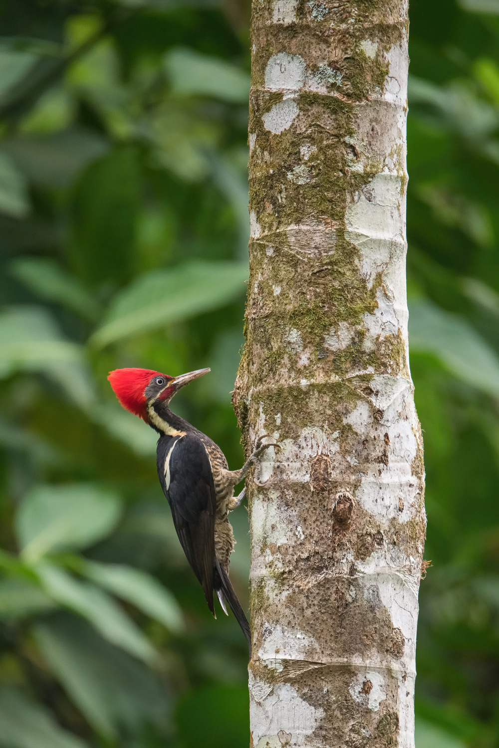 datel čárkovaný (Dryocopus lineatus) Lineated woodpecker