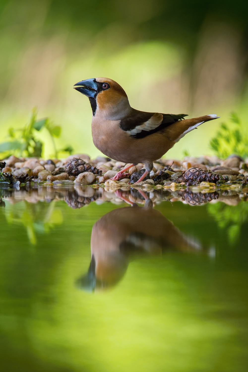 dlask tlustozobý (Coccothraustes coccothraustes) Hawfinch