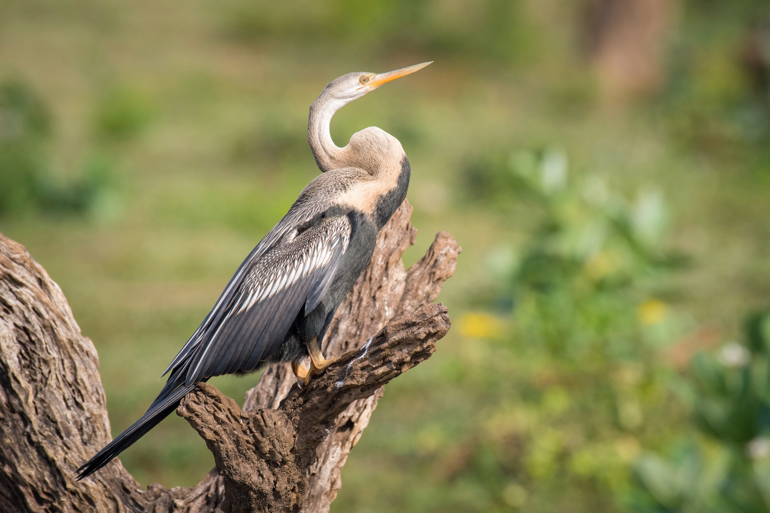 anhinga rezavá (Anhinga melanogaster) Oriental darter