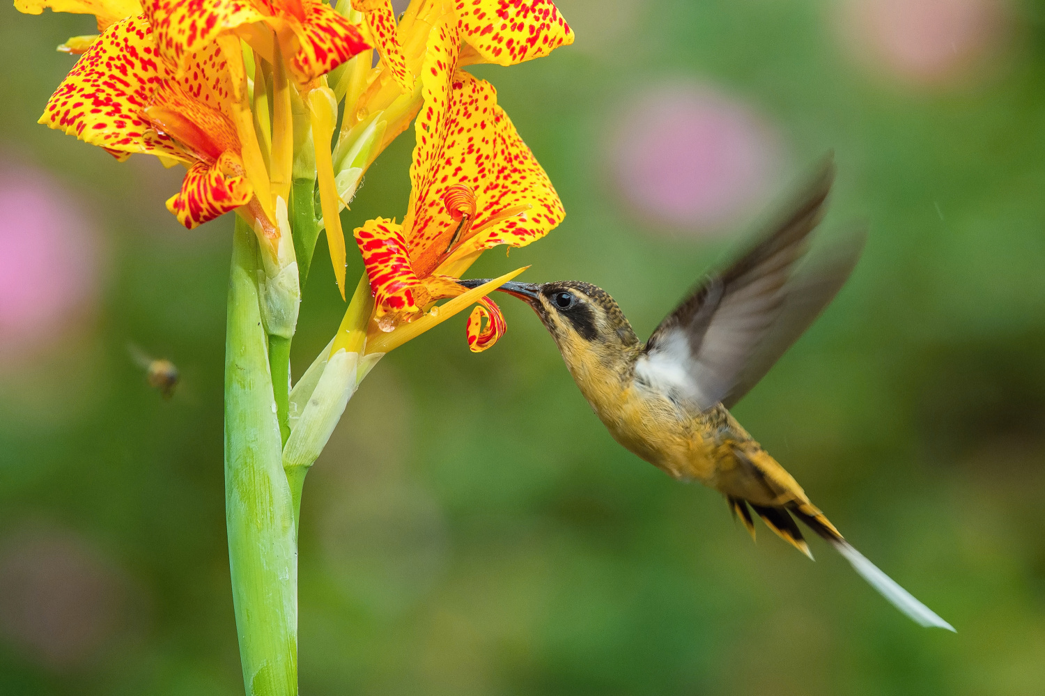 kolibřík dlouhoocasý (Phaethornis syrmatophorus) Tawny-bellied hermit