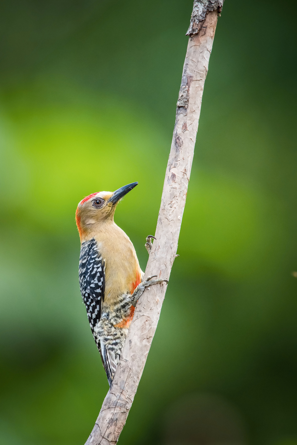 datel kápový (Melanerpes rubricapillus) Red-crowned woodpecker