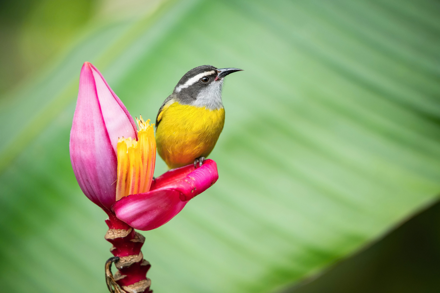 banakit americký (Coereba flaveola) Bananaquit