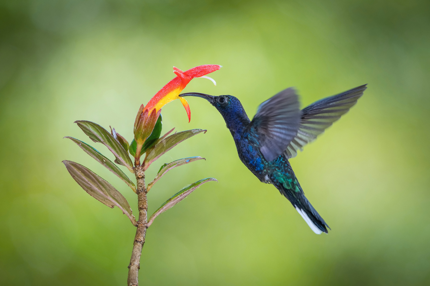 kolibřík fialkový (Campylopterus hemileucurus) Violet sabrewing