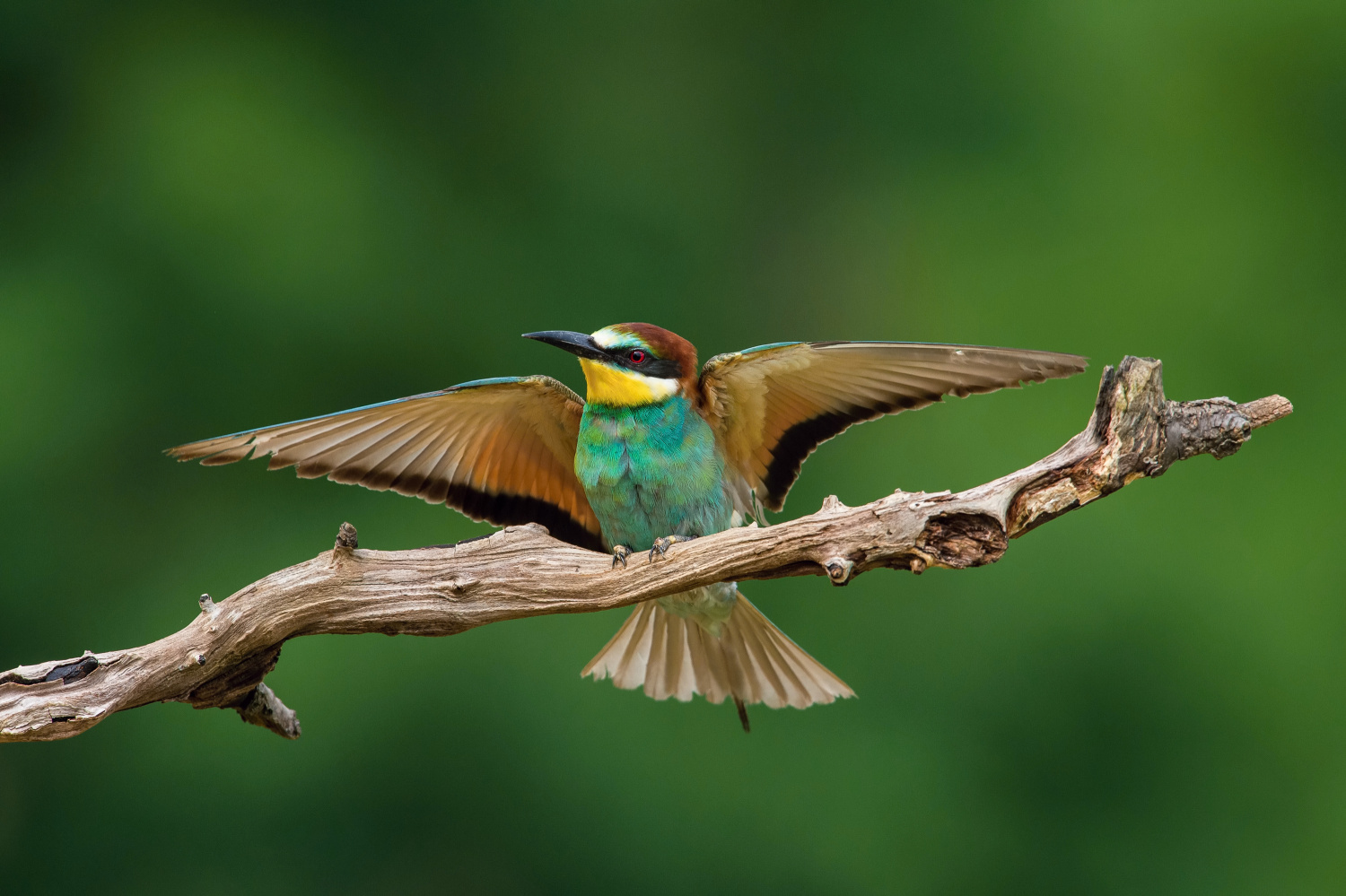 vlha pestrá (Merops apiaster) European bee-eater