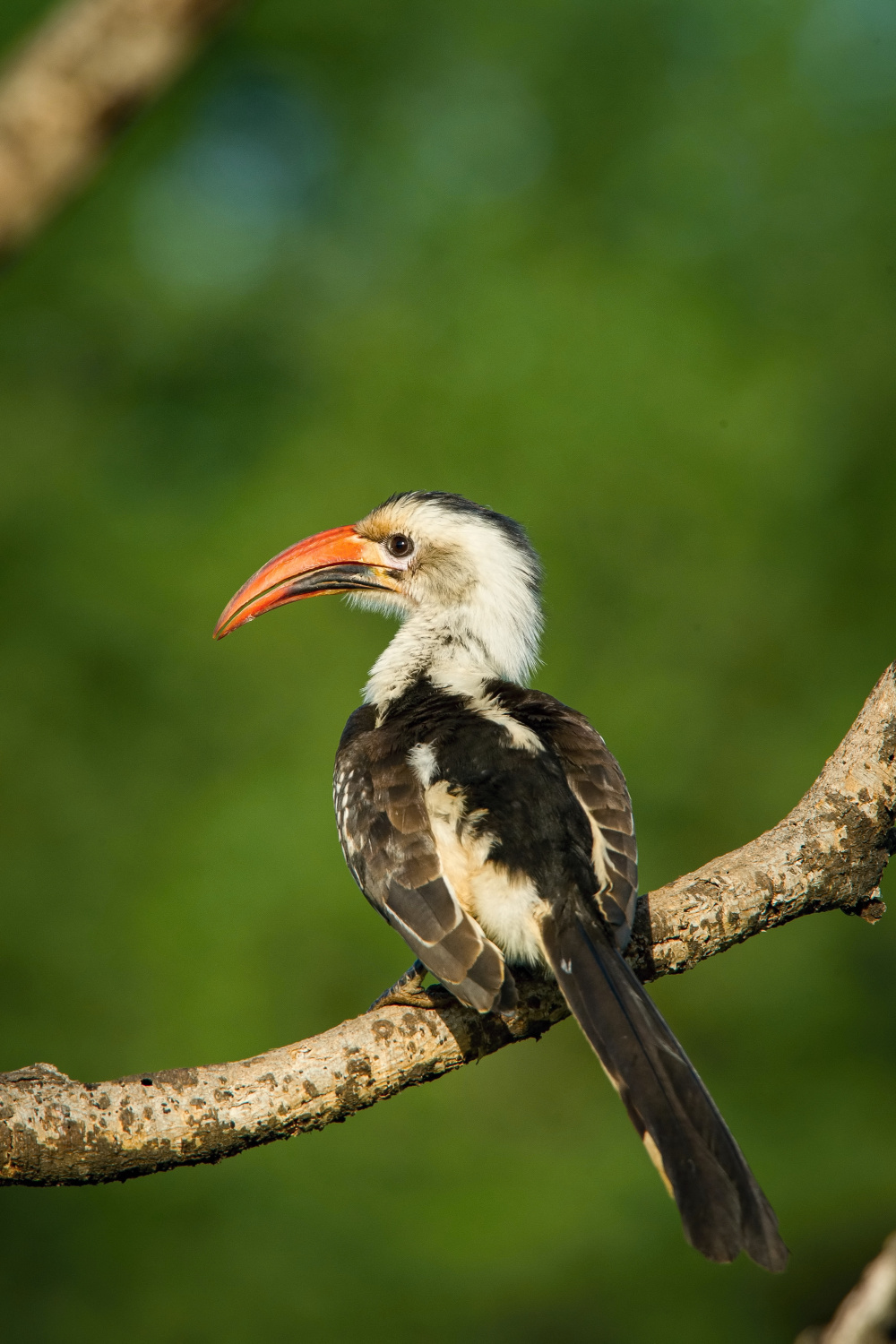 zoborožec rudozobý (Tockus erythrorhynchus) Northern red-billed hornbill