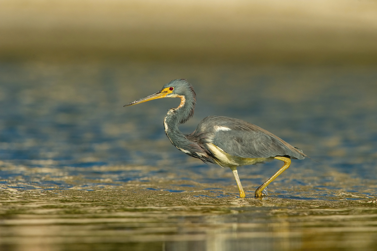 volavka tříbarvá (Egretta tricolor) Tricolored heron