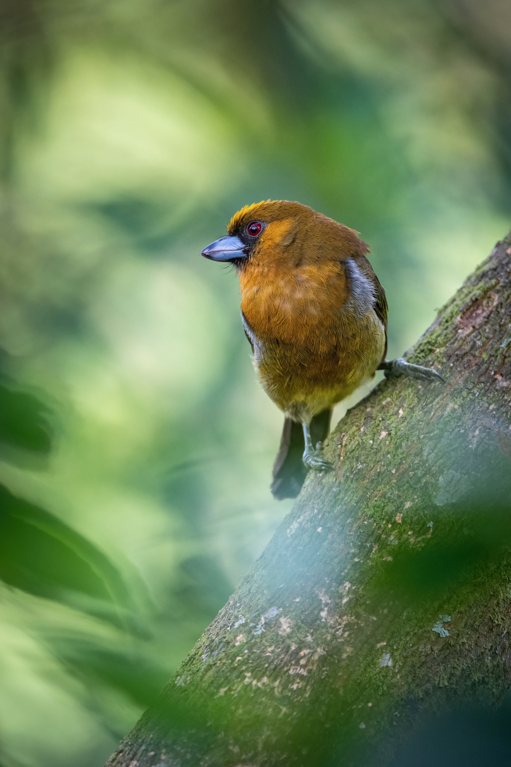 vousák zejkozobý (Semnornis frantzii) Prong-billed barbet