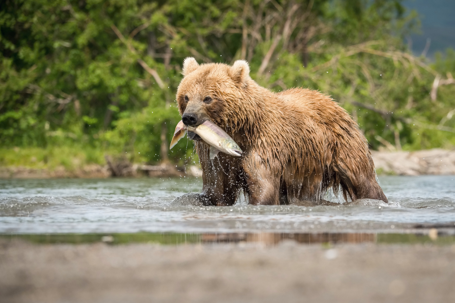 medvěd hnědý kamčatský (Ursus arctos beringianus) Kamchatka brown bear