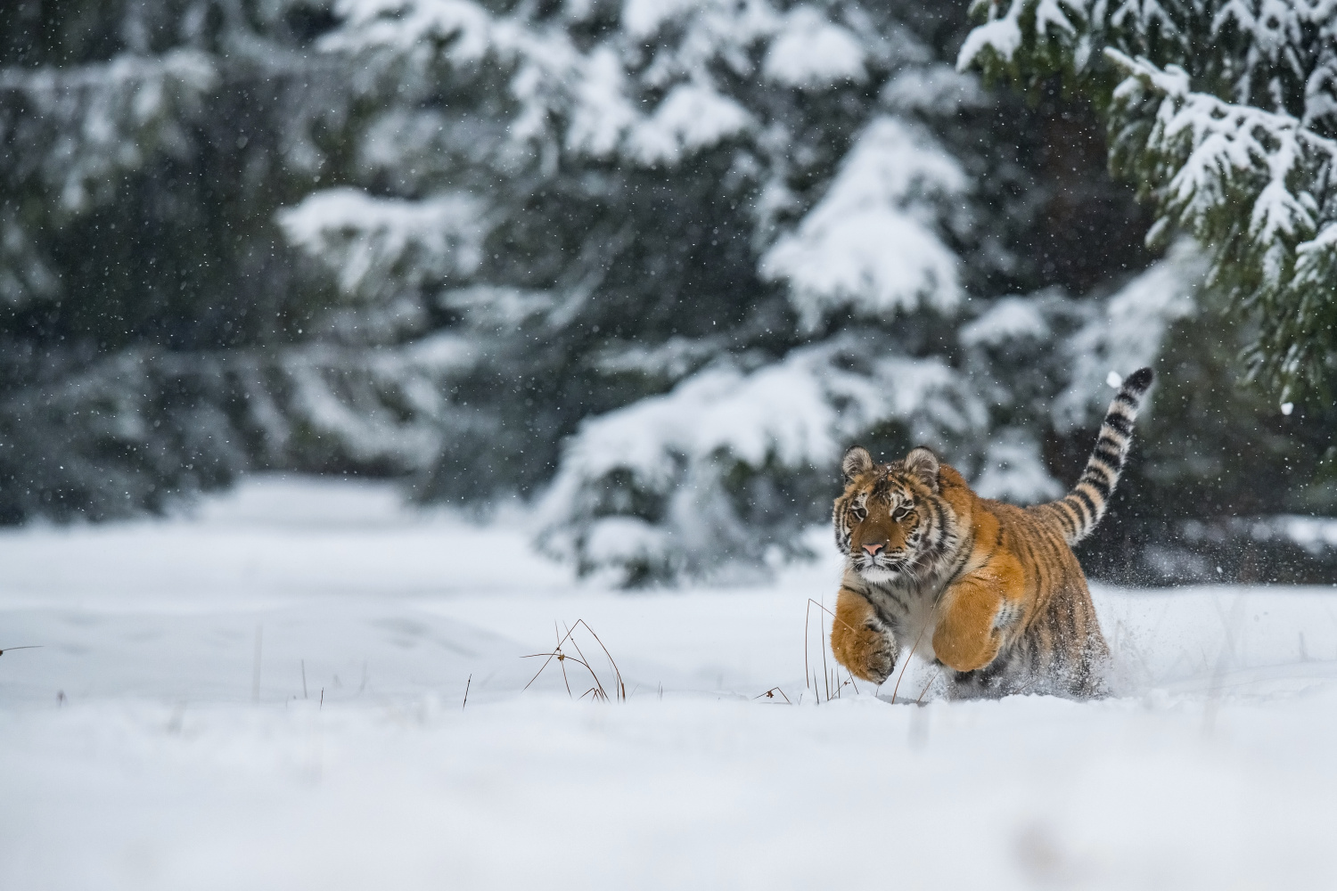 tygr ussurijský (Panthera tigris altaica) Siberian tiger