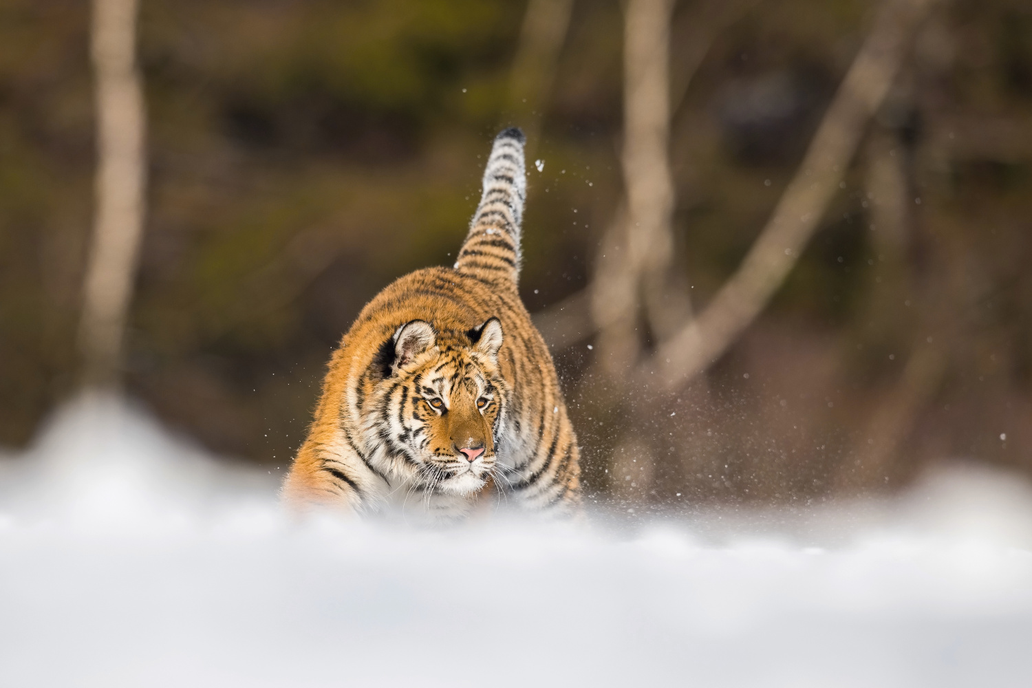 tygr ussurijský (Panthera tigris altaica) Siberian tiger