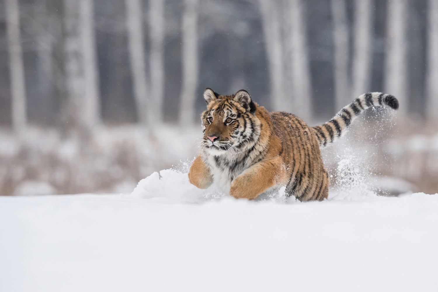 tygr ussurijský (Panthera tigris altaica) Siberian tiger