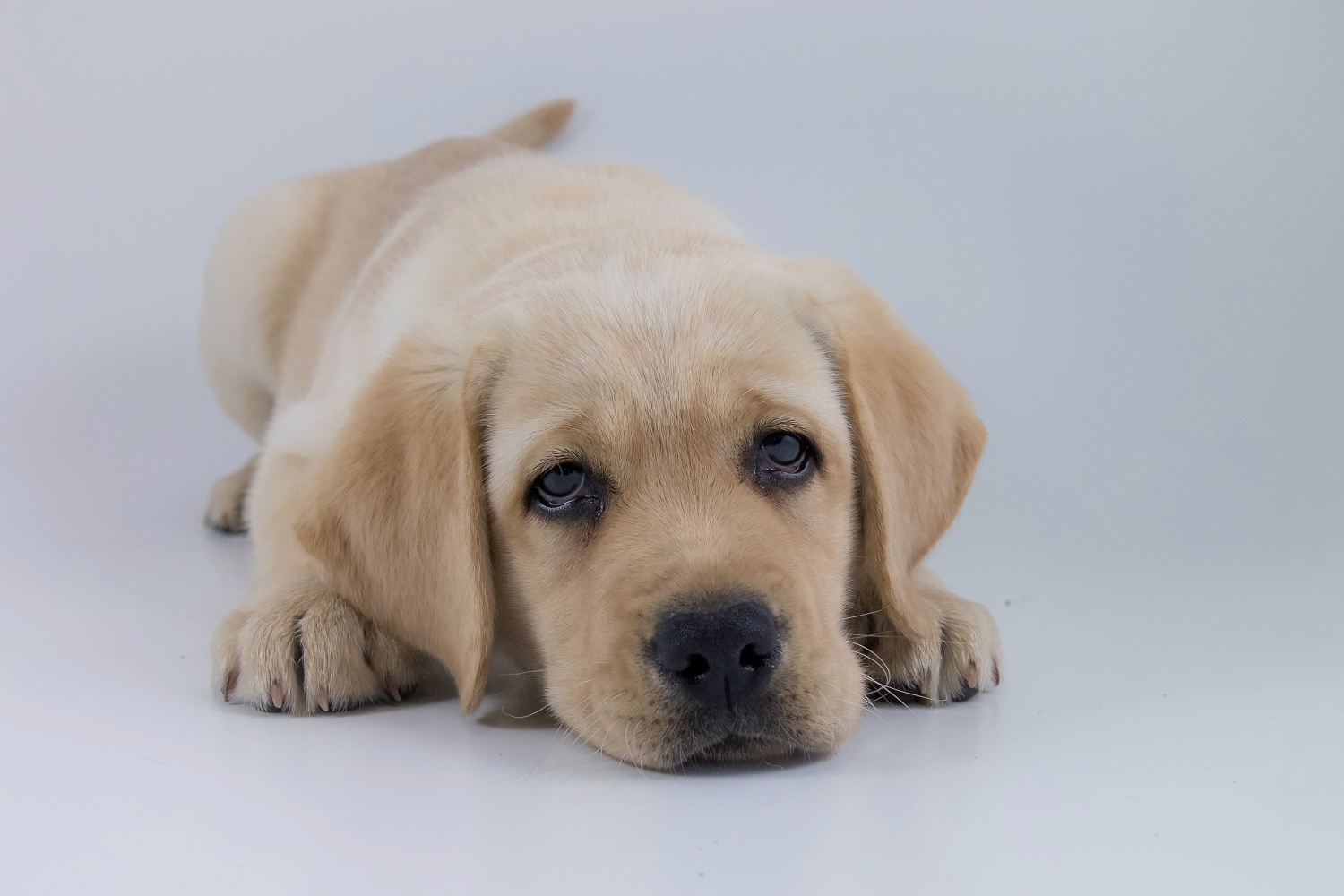 The Labrador Retriever - puppy