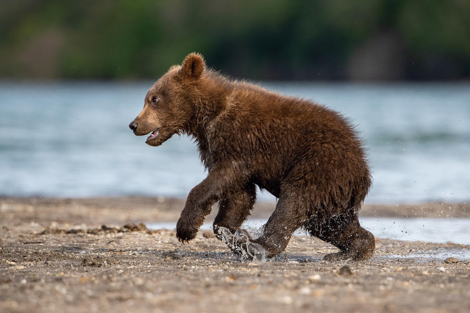 medvěd hnědý kamčatský (Ursus arctos beringianus) Kamchatka brown bear