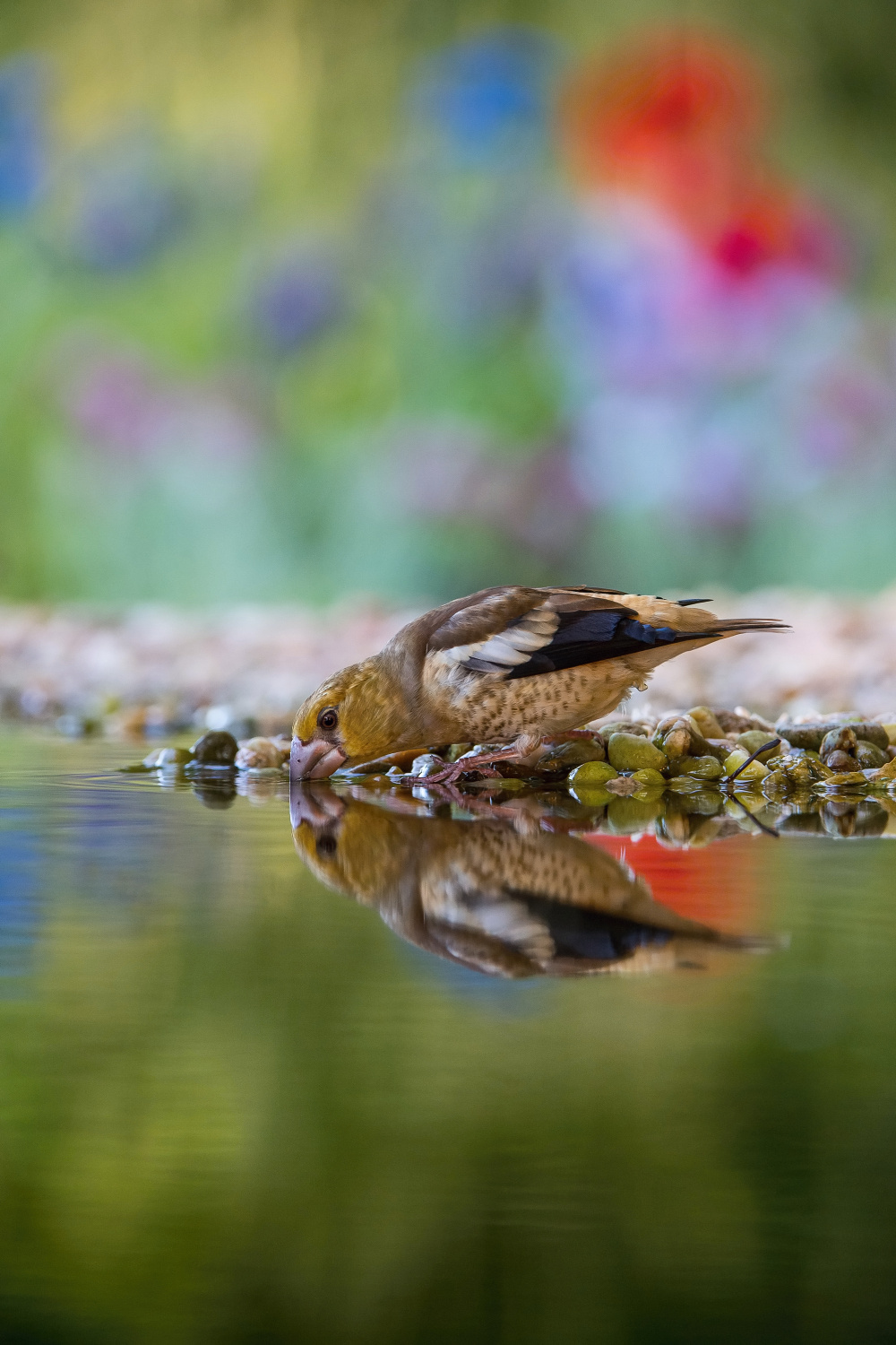 dlask tlustozobý (Coccothraustes coccothraustes) Hawfinch