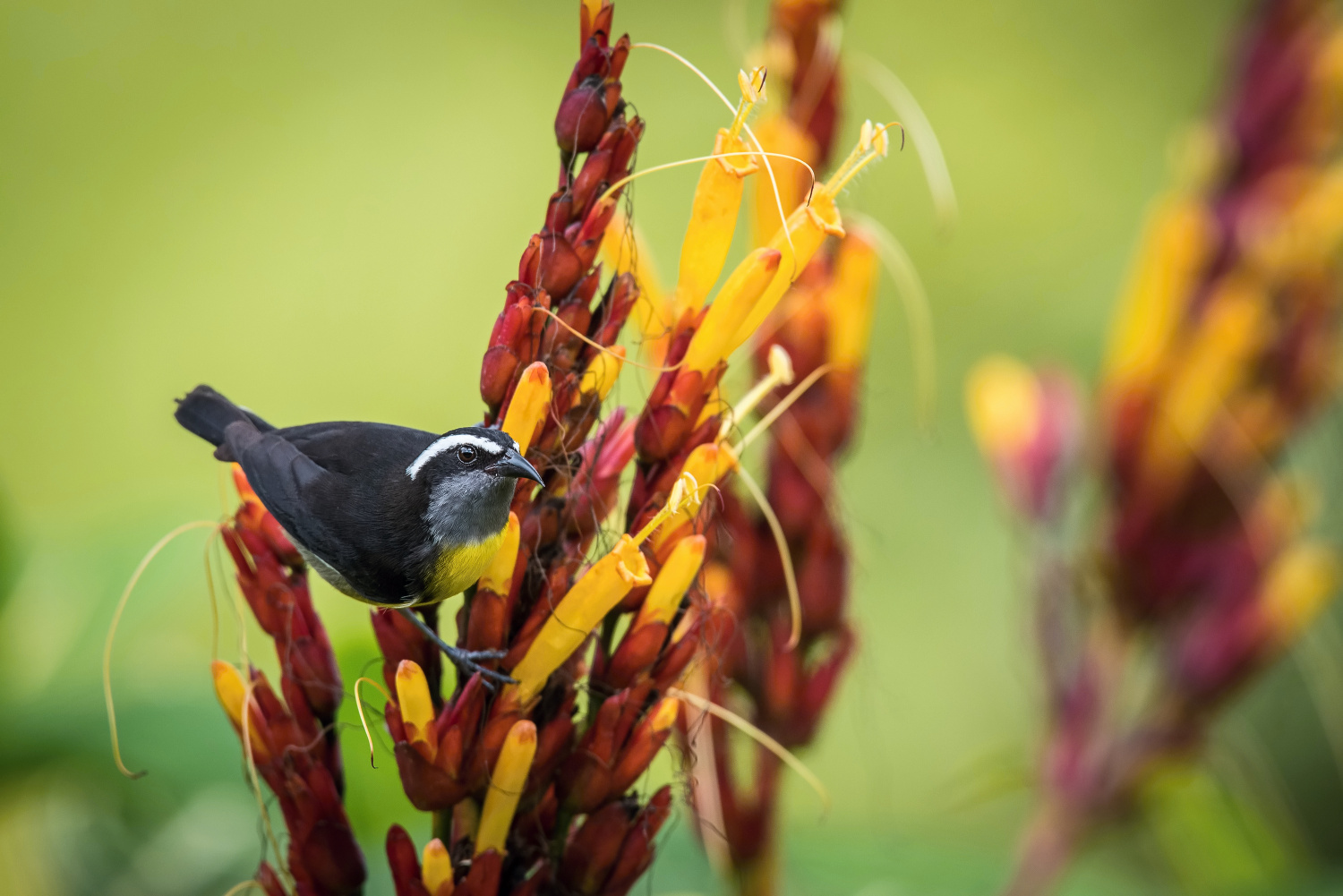 banakit americký (Coereba flaveola) Bananaquit