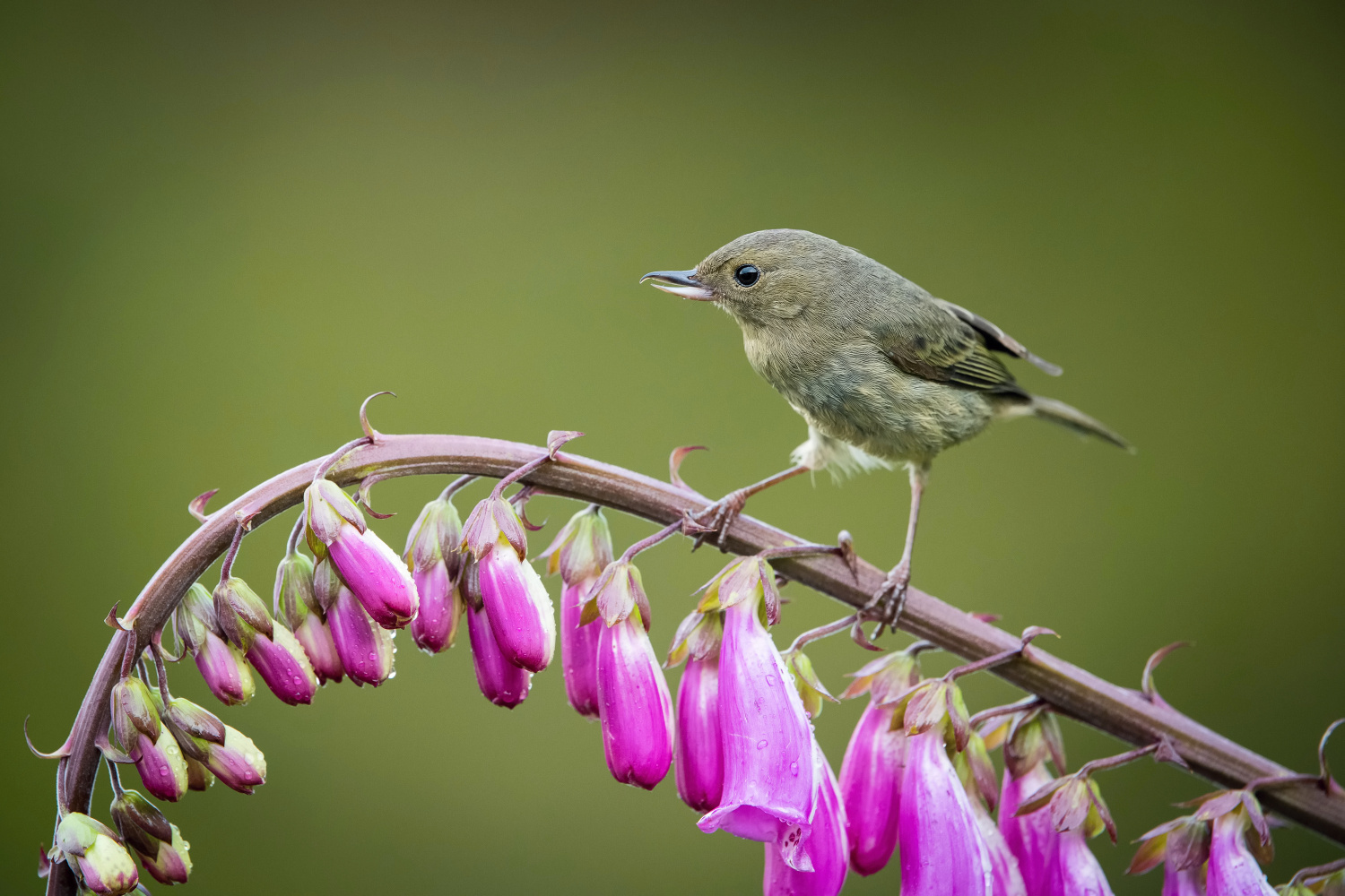 háčkozobec pacifický (Diglossa plumbea) Slaty flowerpiercer